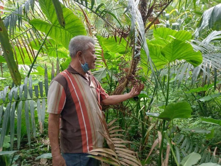 Madi Hensly Purba sedang memegang buah Jernang yang beberapa waktu lagi sudah bisa  dipanen. (foto : HTP)