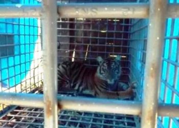 Seekor Harimau Sumatera dalam perangkap besi (ANTARA/HO)