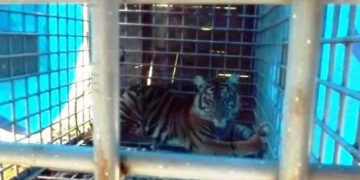 Seekor Harimau Sumatera dalam perangkap besi (ANTARA/HO)