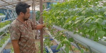 Iwan Damanik sedang mengamati tanaman bayam miliknya yang dibudidayakan secara Hidroponik.(foto : HTP)