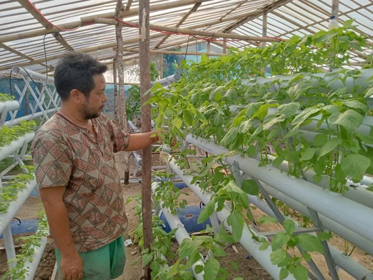 Iwan Damanik sedang mengamati tanaman bayam miliknya yang dibudidayakan secara Hidroponik.(foto : HTP)