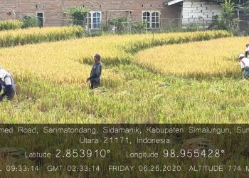 26 Juni 2020 : Panen padi tanpa mempergunakan Insektisida dan Fungisida sama sekali.(fofo :Ist)