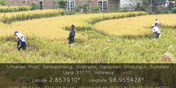 26 Juni 2020 : Panen padi tanpa mempergunakan Insektisida dan Fungisida sama sekali.(fofo :Ist)