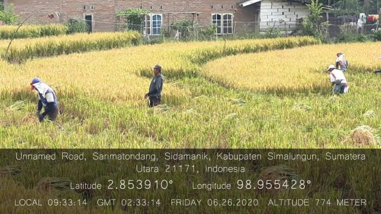 26 Juni 2020 : Panen padi tanpa mempergunakan Insektisida dan Fungisida sama sekali.(fofo :Ist)
