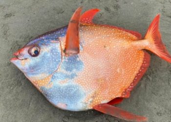 ikan-opah-moonfish