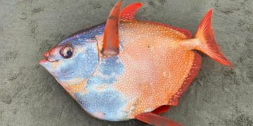 ikan-opah-moonfish