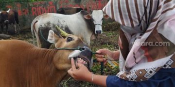Dinas Perdagangan Kota Padang saat memeriksa hewan kurban seminggu jelang Hari Raya Idul Adha 1442 Hijriah. [Suara.com/ B. Rahmat]