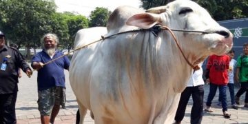 Dokumentasi - Presiden Joko Widodo (Jokowi) berkurban satu sapi putihh di Masjid Al Akabar Surabaya,  Jawa Timur. Sapi jenis peranakan Ongole seberat 1.050 kilogram itu telah berada di masjid tersebut, Selasa (21/8/2018). [Suara.com]
