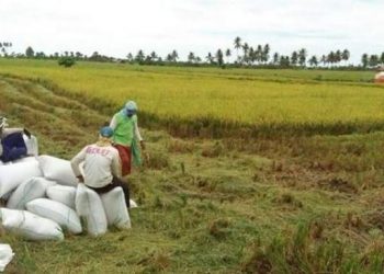Ilustrasi petani padi. (Dok: Kementan)
