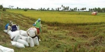 Ilustrasi petani padi. (Dok: Kementan)